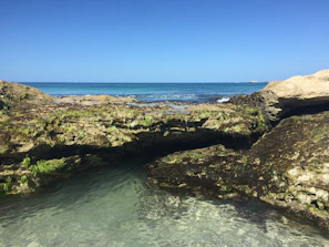 Tide pools glistening with marine life on a sunny afternoon.