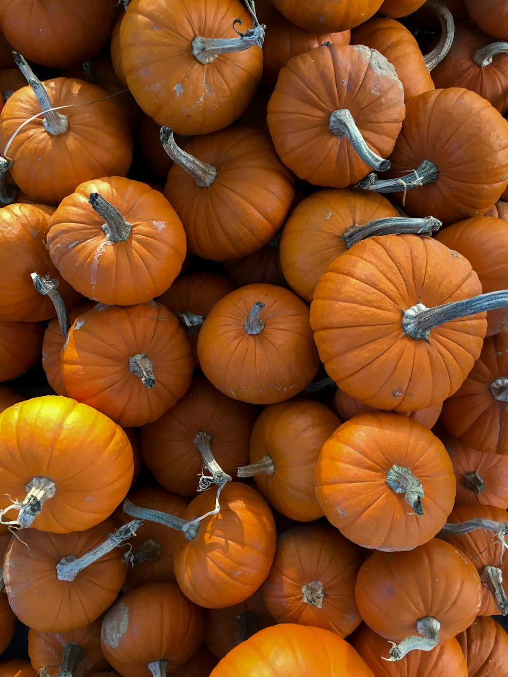 photography of assorted shape pumpkins