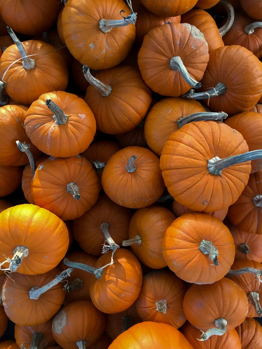 Fotografía de calabazas de formas variadas