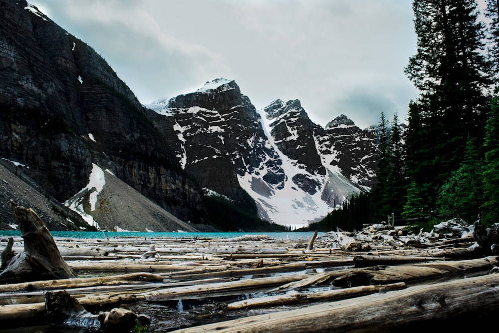 tree logs on body of water under mountains