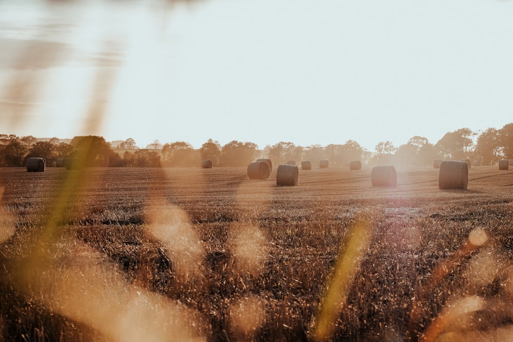 fotografia di campo d'erba