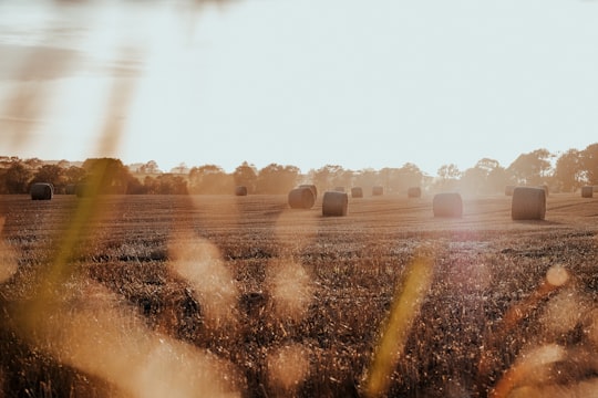 photography of grass field in Scotland United Kingdom