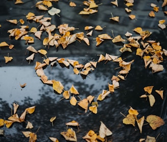 heart-shape brown leaves