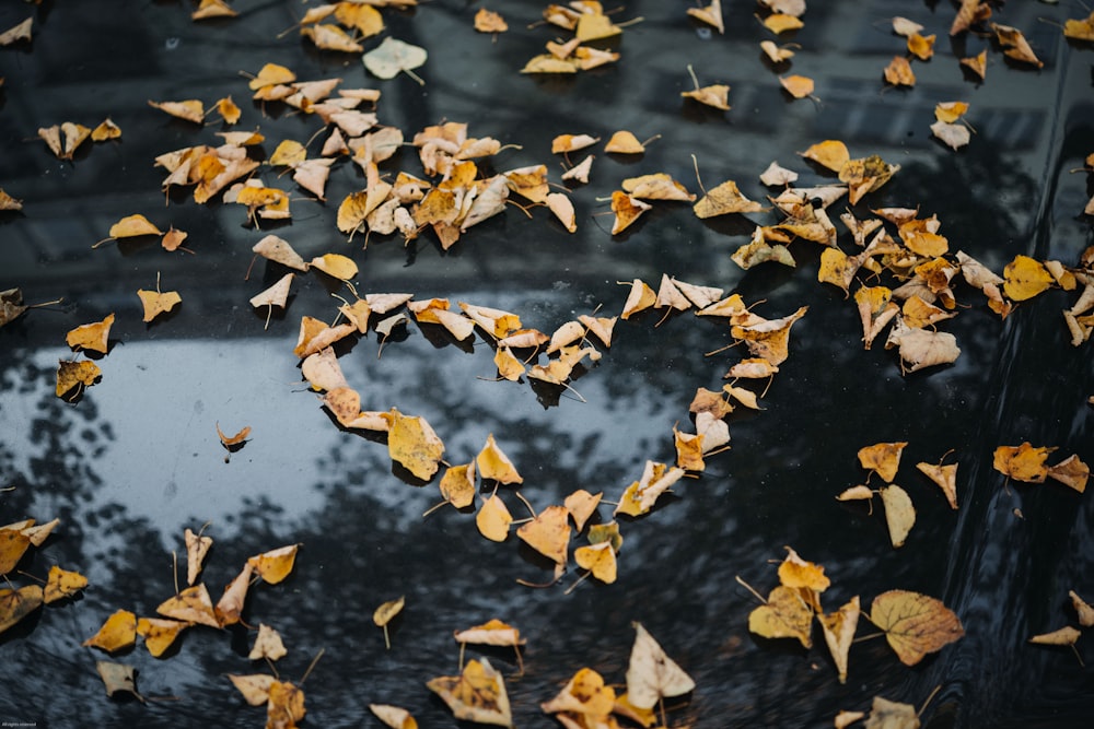 heart-shape brown leaves