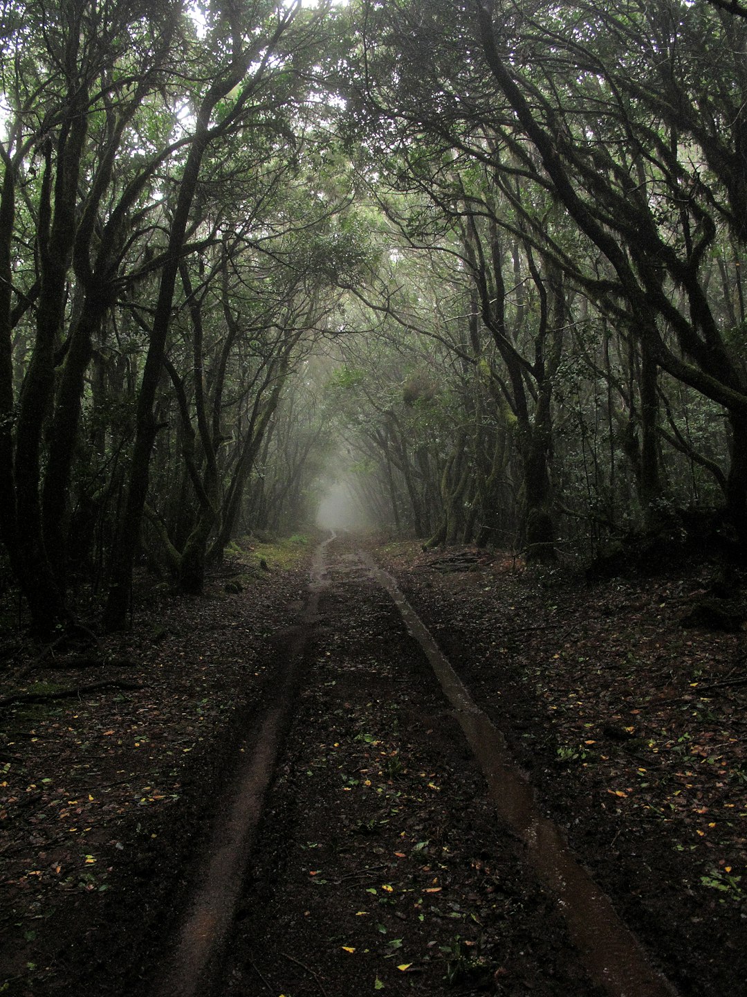 Forest photo spot La Gomera Puerto de la Cruz