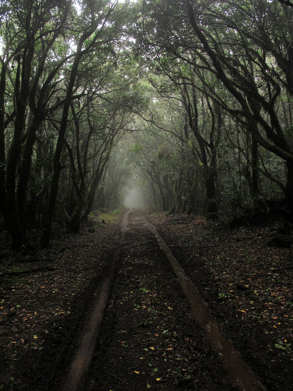 pathway between trees during daytime