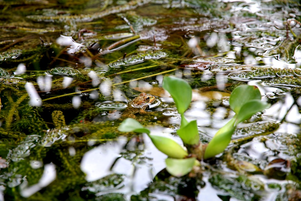 수역에 녹색 잎이 있는 식물의 선택적 초점 사진