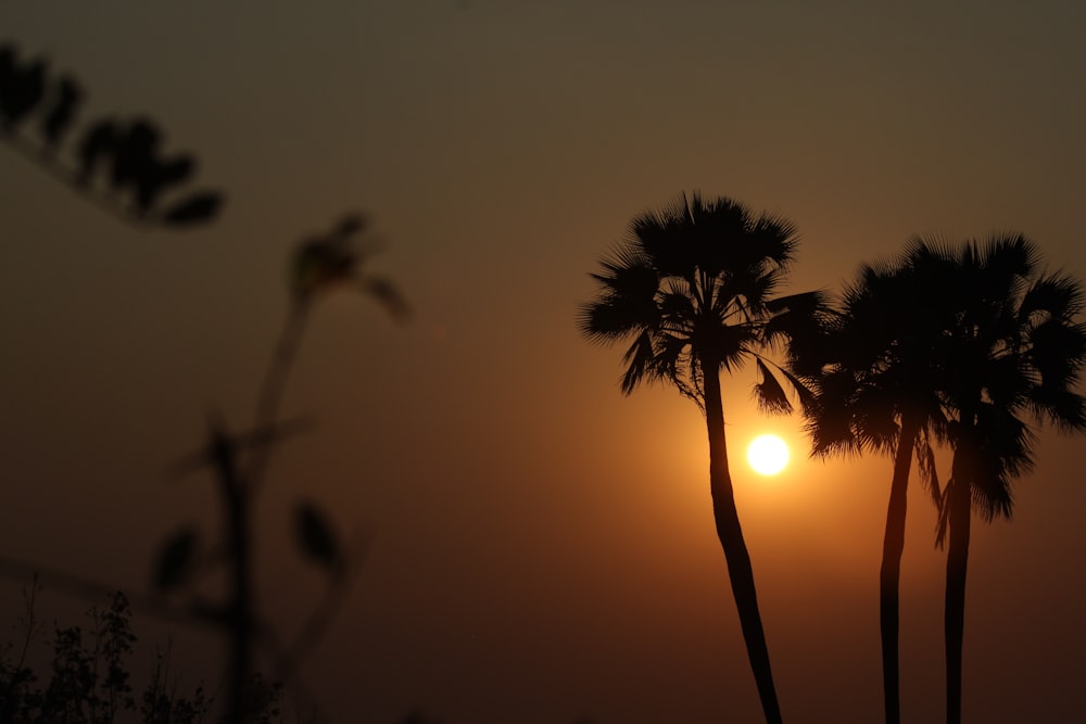 silhouette of palm trees during sunset