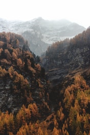 aerial view of brown fores and black mountains