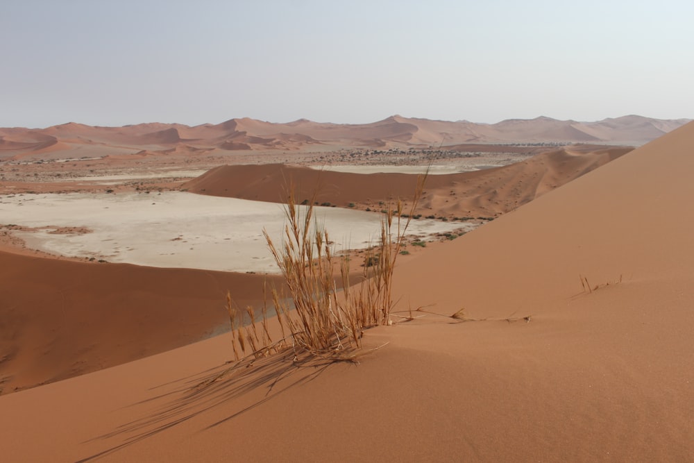 bushes on hill of desert