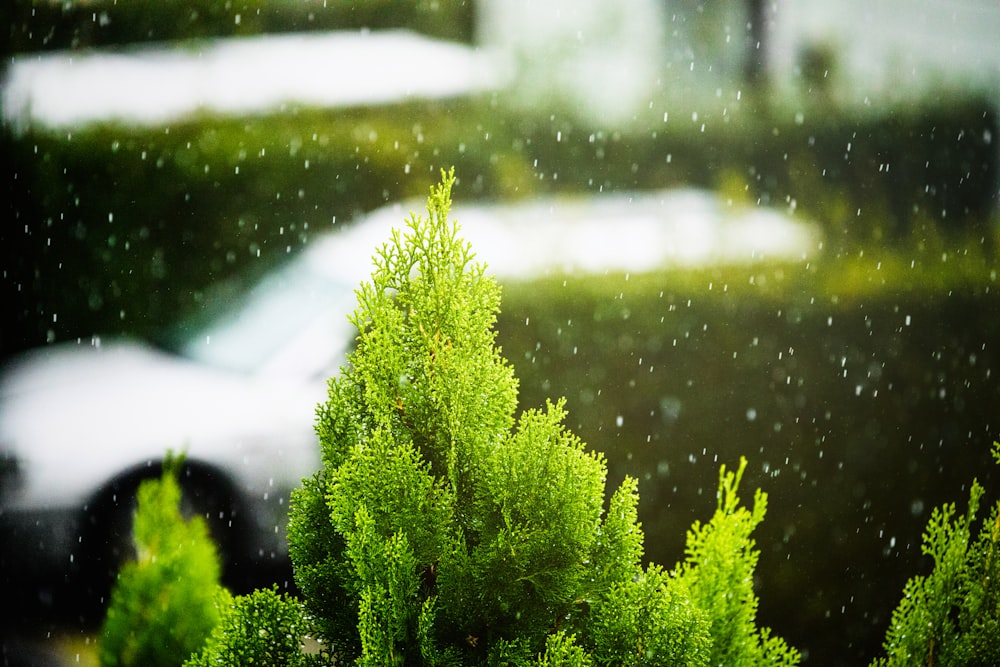 closeup photo of green fir plant