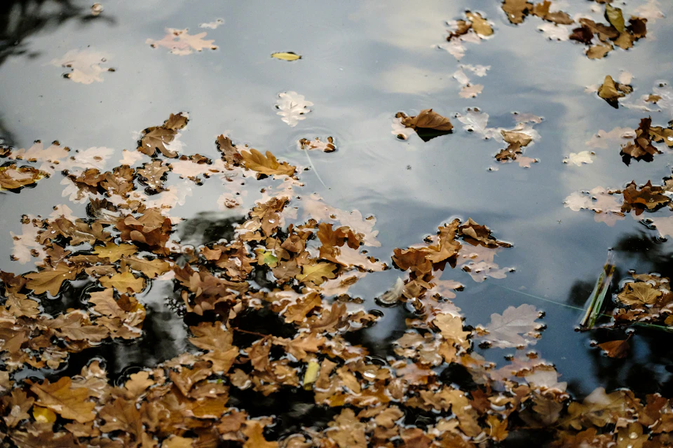 The image shows a tranquil scene of autumn leaves floating on a body of water, possibly a pond or lake. The leaves are scattered across the surface of the water, creating a beautiful contrast between the vibrant green color of the leaves and the cool blue hue of the water. Some leaves have fallen into the water, adding to the overall sense of tranquility in the scene.