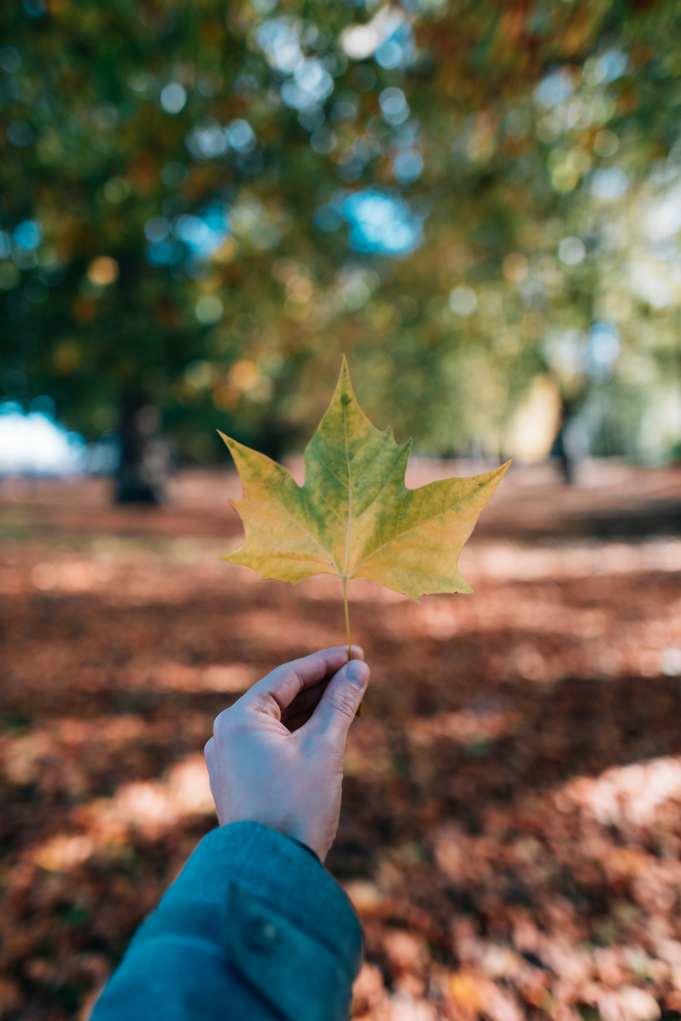 selective focus photography of person holding maple leaf