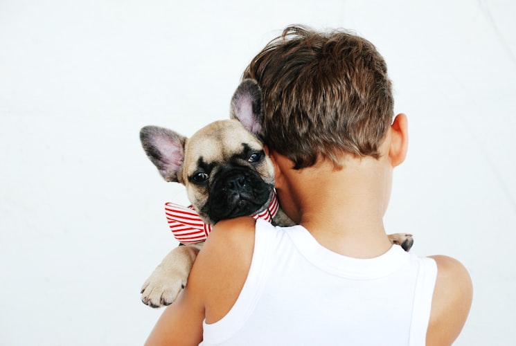 French Bulldog Temperament - What to expect? - French ...