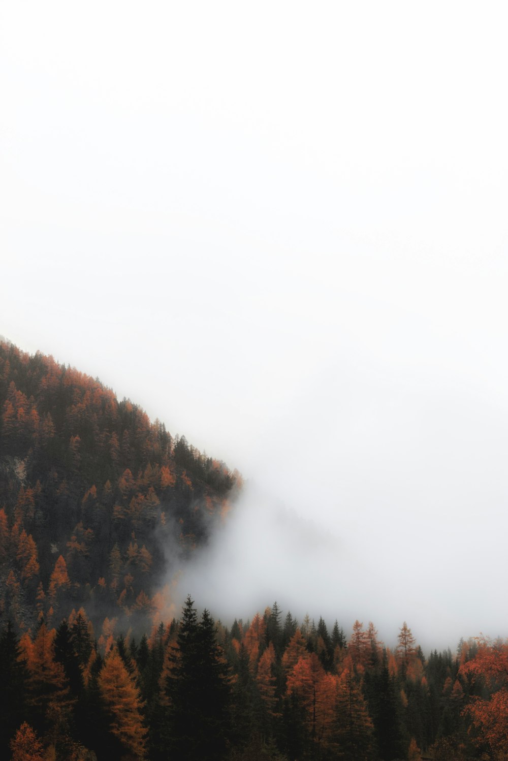 vista dall'alto degli alberi