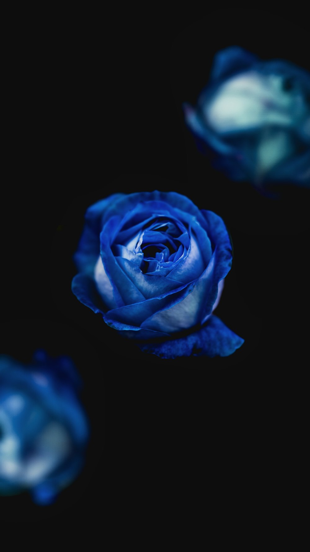 Blue Roses Pictures | Download Free Images on Unsplash