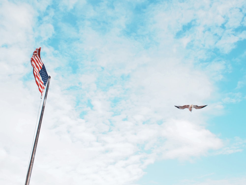 bird flying near American flag under white clouds during daytime