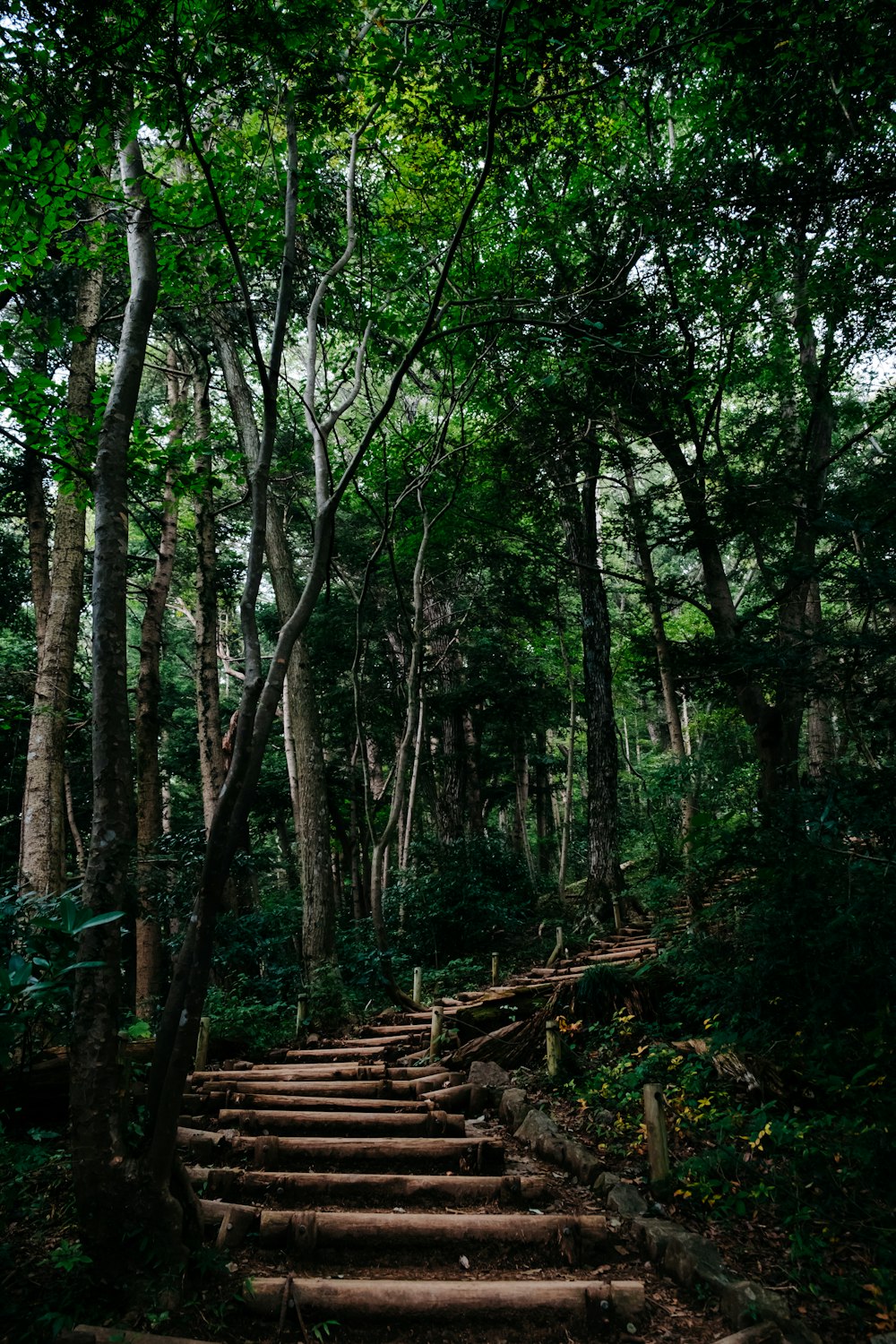 brown wooden stairs in between trees at daytime