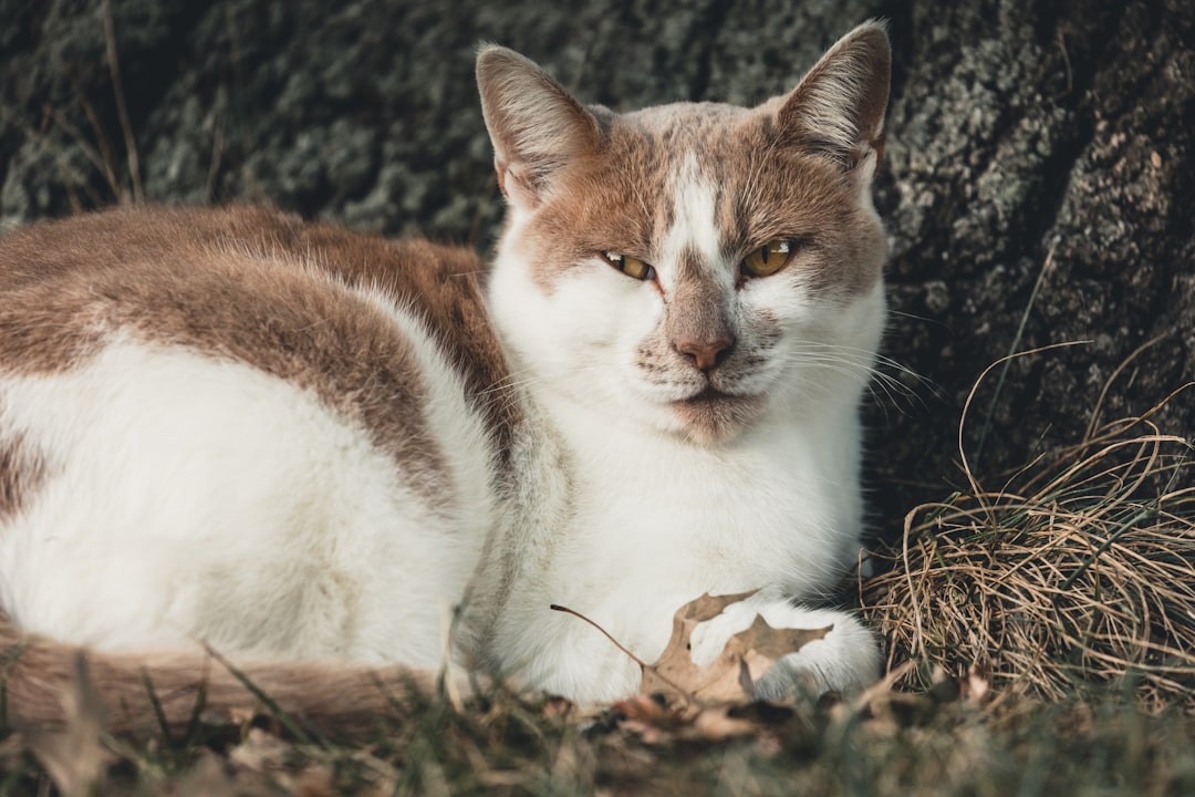 brown and white cat lying on ground