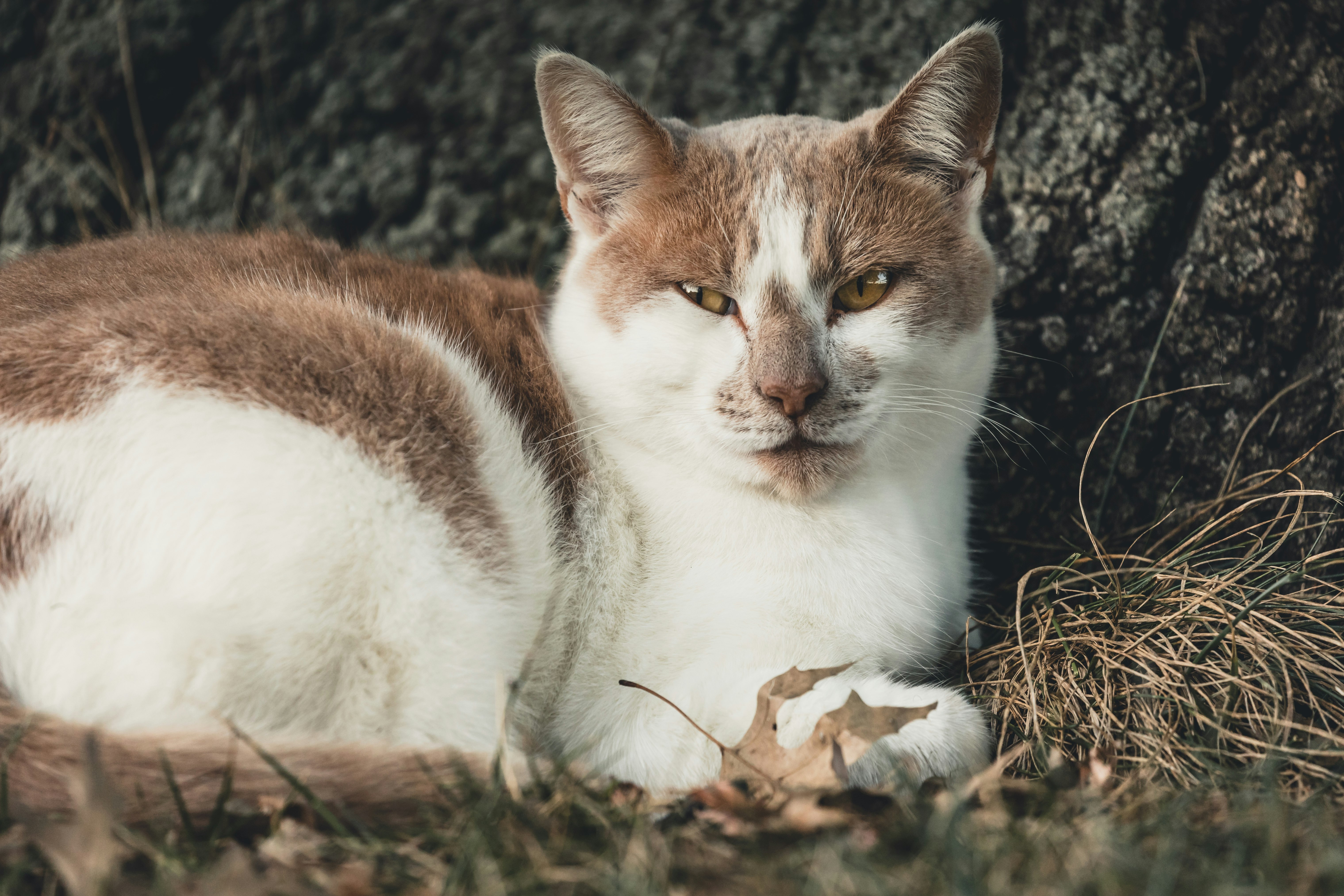 brown and white cat lying on ground