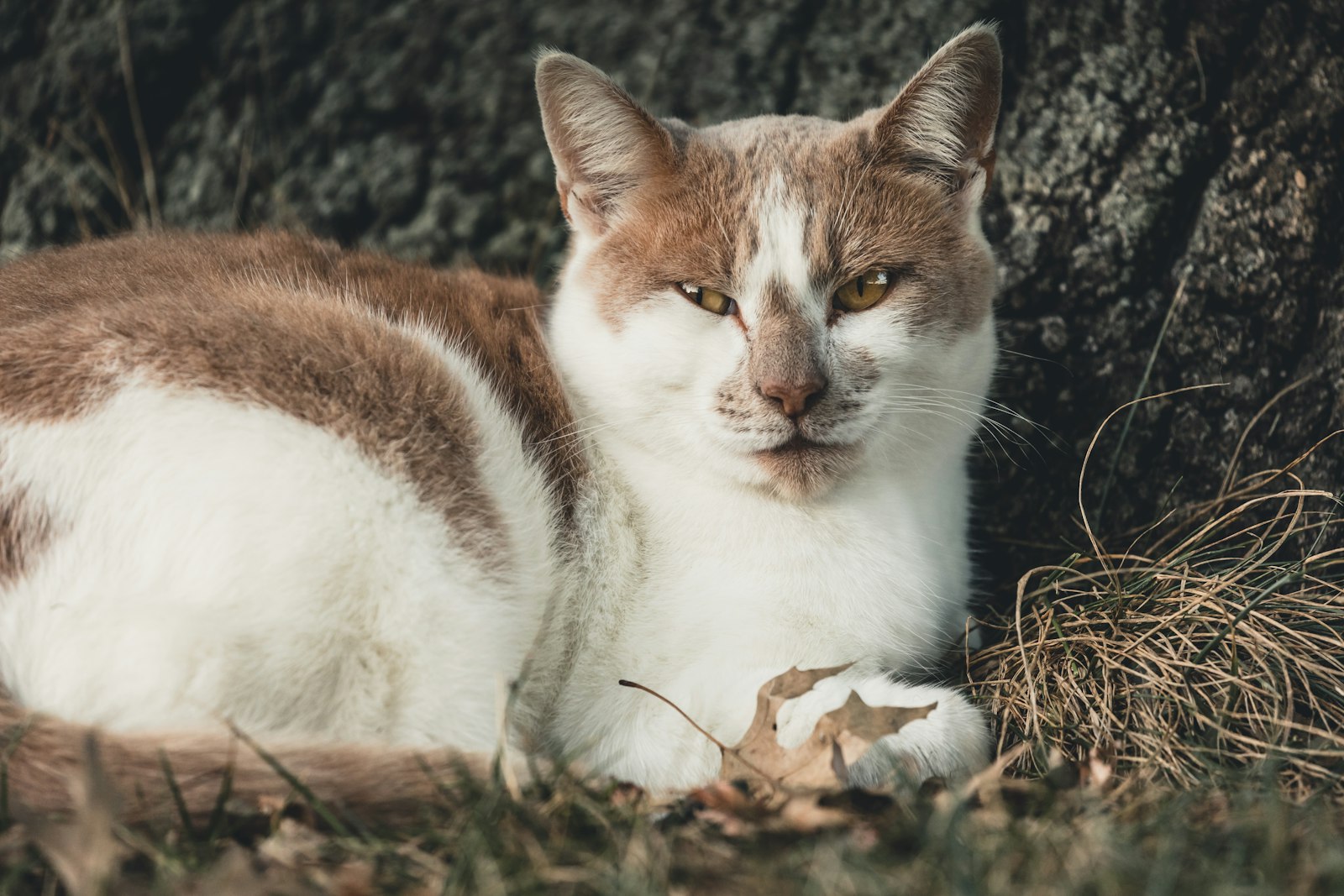 Canon EF 100-400mm F4.5-5.6L IS II USM sample photo. Brown and white cat photography