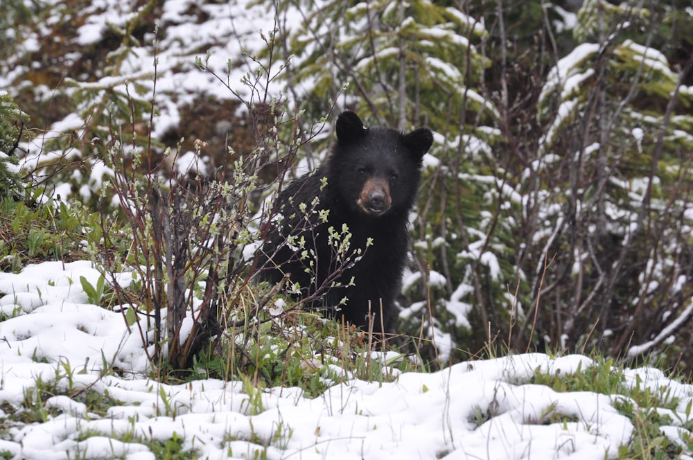 bear walking at the forest