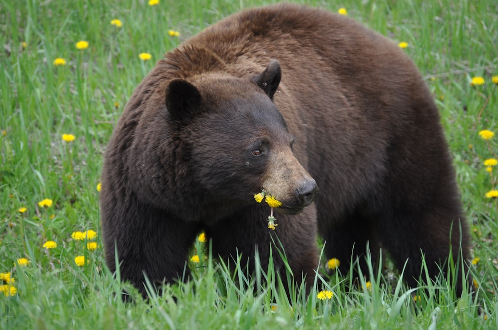 photo of wild grizzly bear