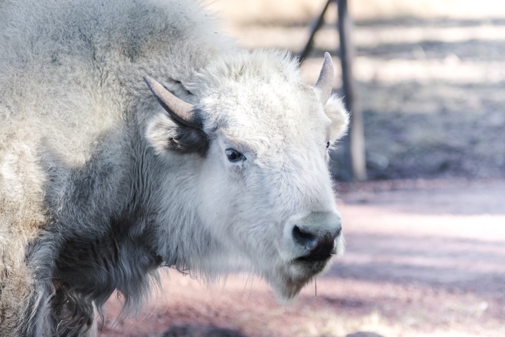 white buffalo standing on ground