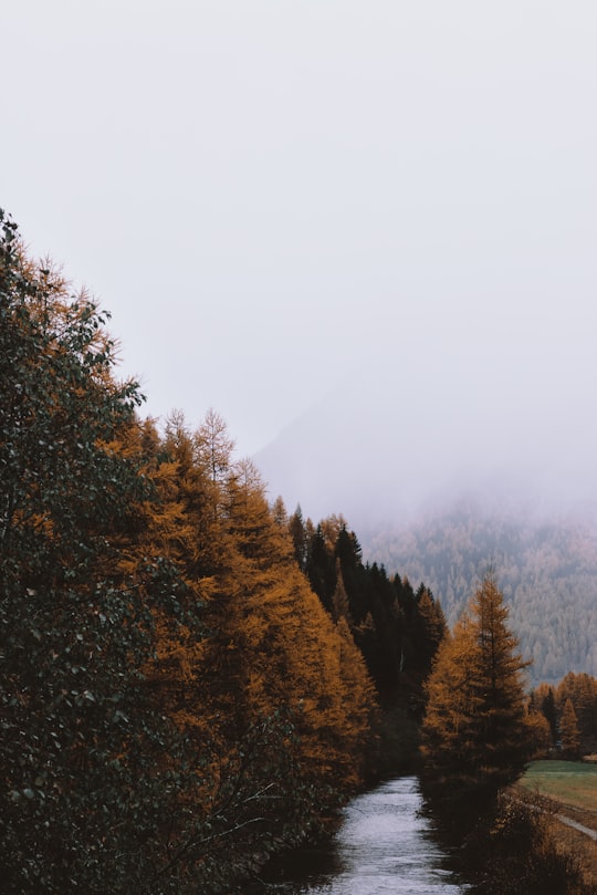 river between brown and green trees at daytime in Rein in Taufers Italy