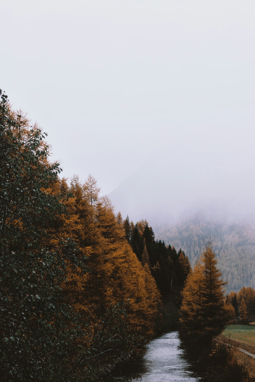 river between brown and green trees at daytime