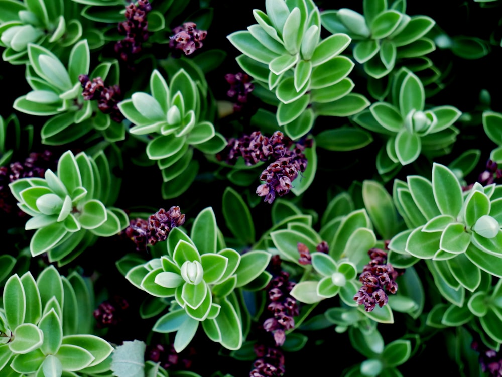 plantas de hojas verdes bajo el cielo soleado