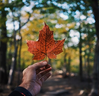 person holding maple leaf