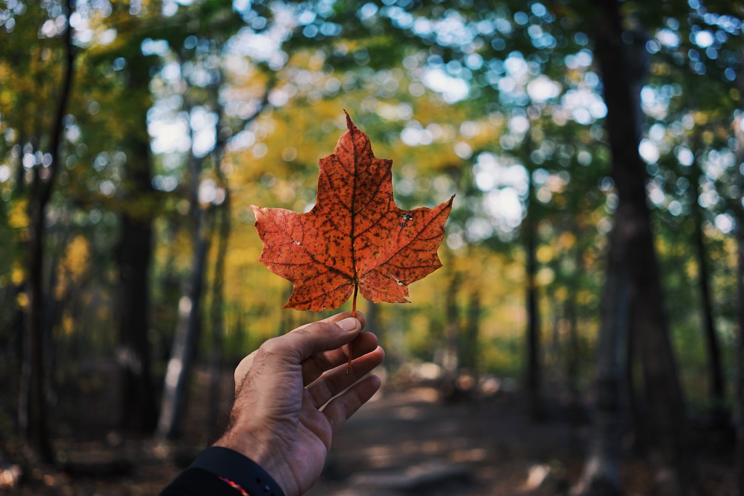 Person holding a maple leaf 