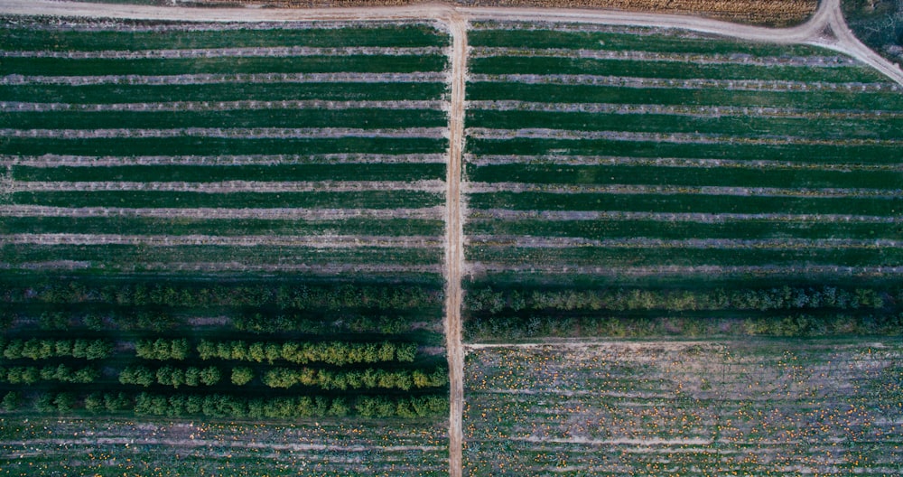 bird's eye view photography of trees