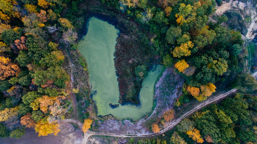 bird's eye view of forest