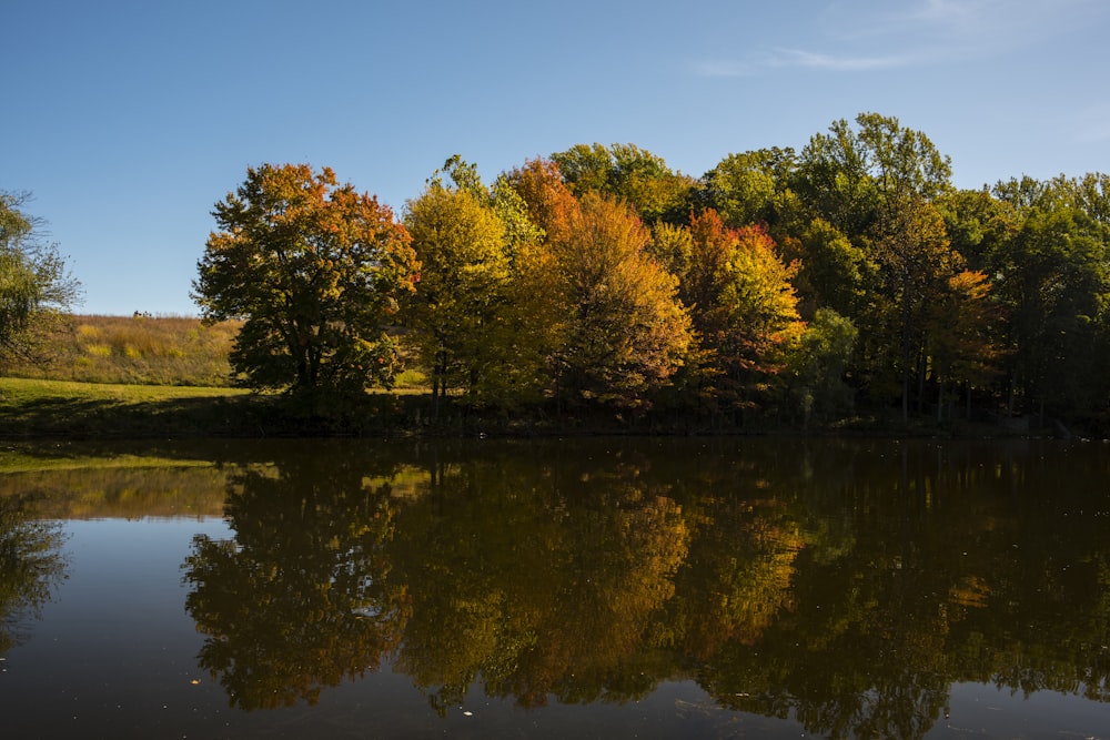 green and brown trees beside body of water during daytime