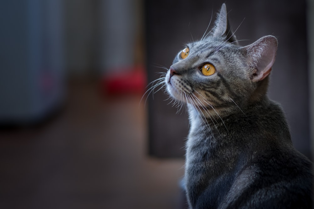 Fotografia a fuoco selettiva del gatto grigio