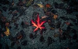 selective focus photography of red leaf