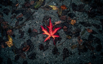 selective focus photography of red leaf