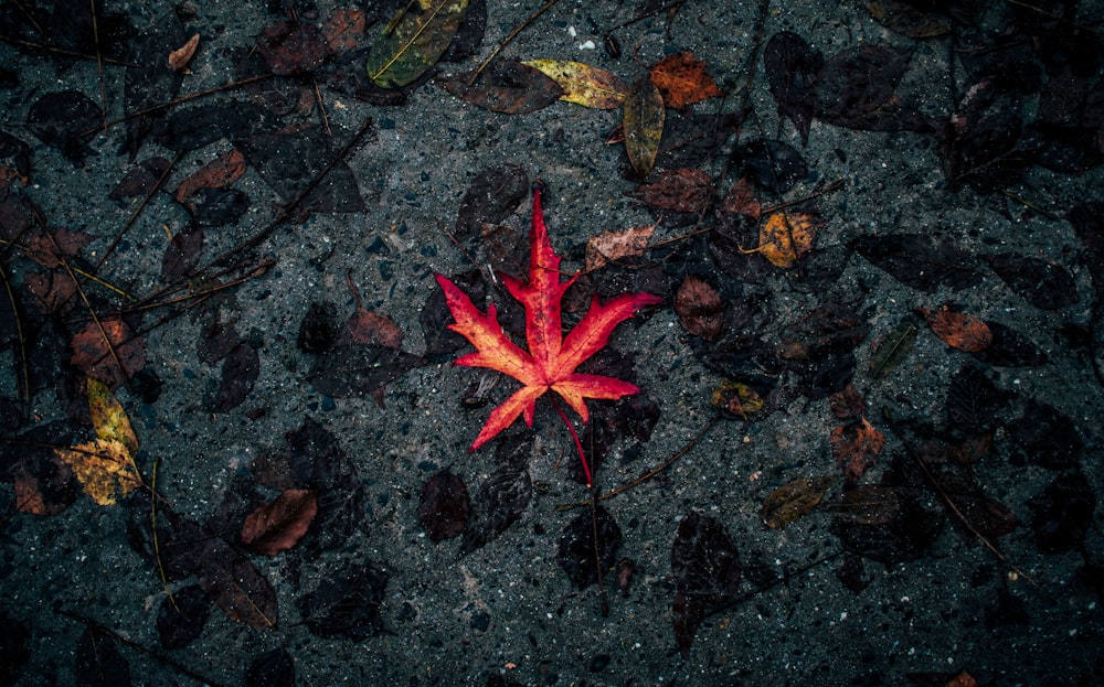 fotografia de foco seletivo de folha vermelha