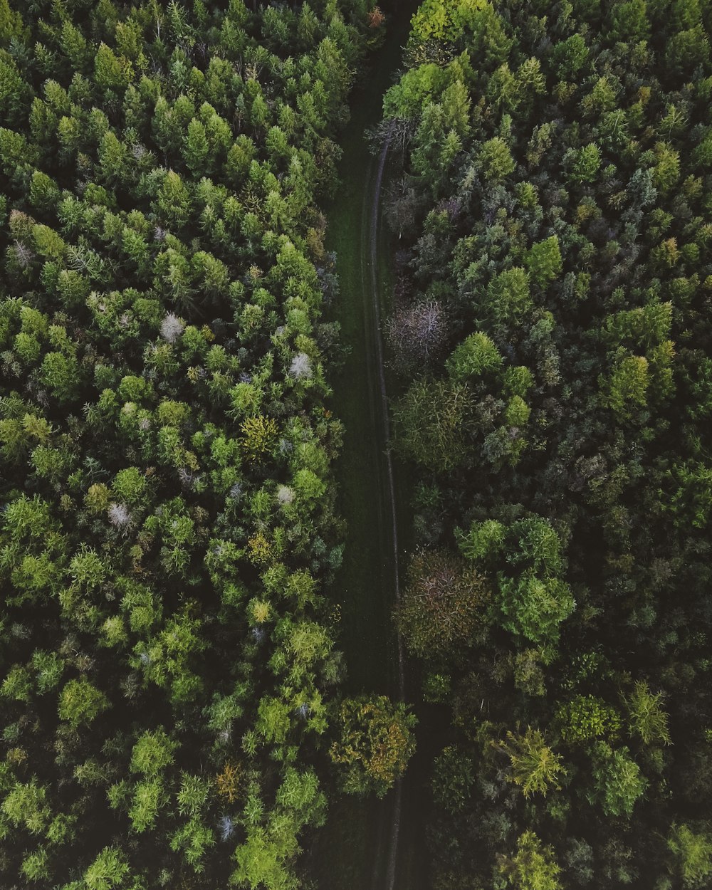 aerial view of river surrounded green trees field