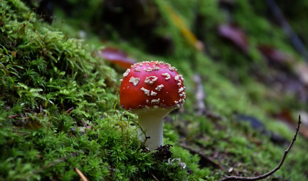 macro photogrpahy red and white mushroom
