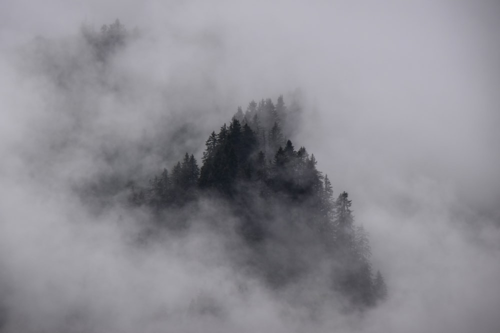 Vista aérea de árboles verdes cubiertos de niebla