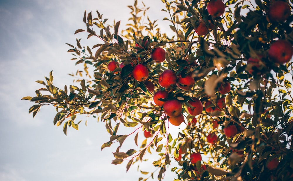 apple tree over sun light and clouds