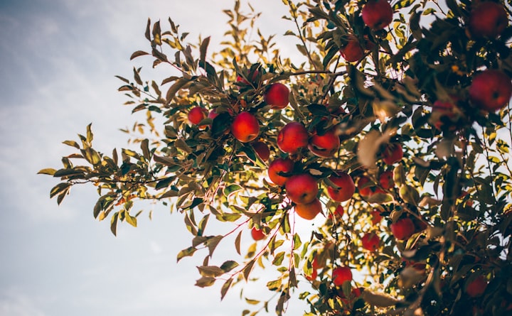 There Will Be Sweet Apples and Rotten Apples On Every Tree You Find 