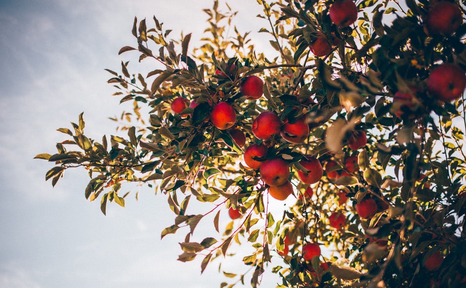 Canon EOS 6D + Canon EF 35mm F2 IS USM sample photo. Apple tree over sun photography