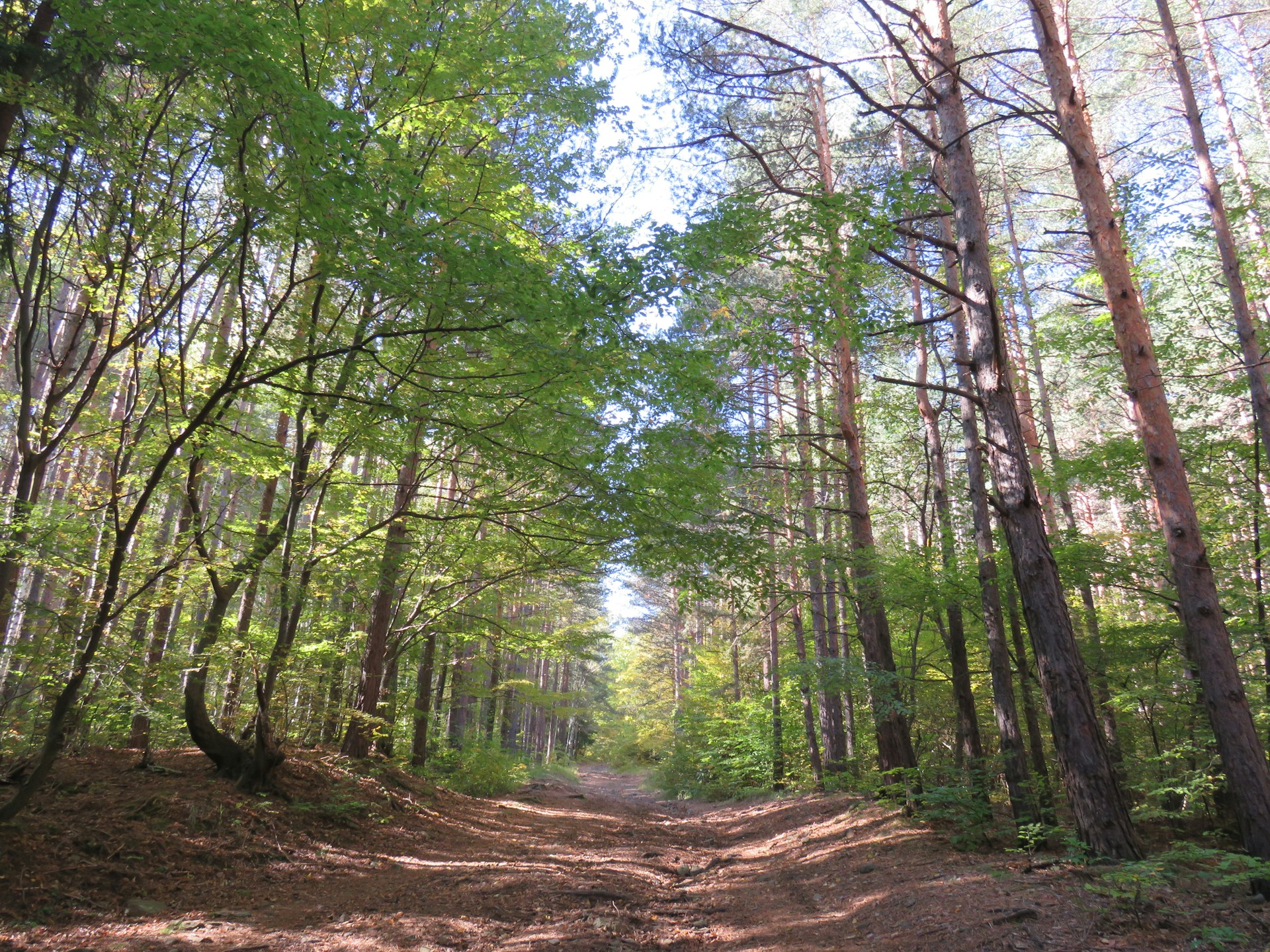 woman wearing yellow long-sleeved dress under white clouds and blue sky during daytime
