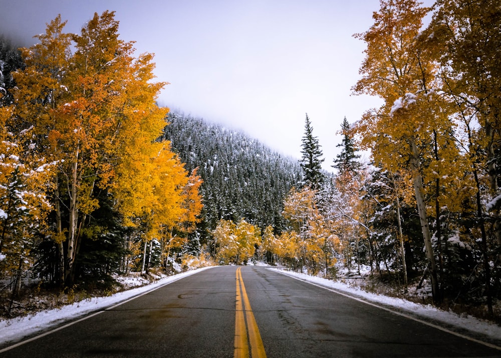 Carretera gris rodeada de árboles de hojas amarillas