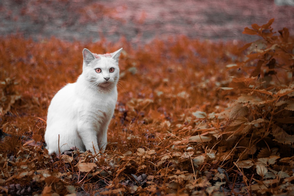 photo of white cat on brown grass