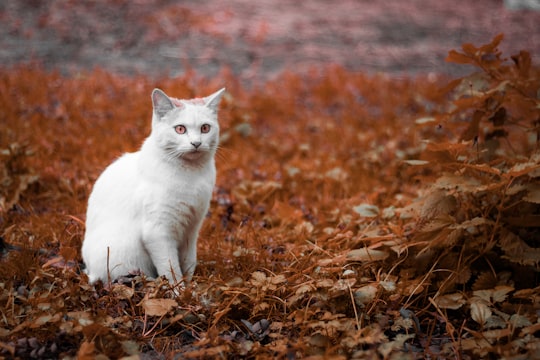 photo of white cat on brown grass in Ivanovo Russia